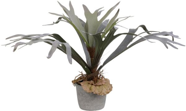 ЦВЕТОК ДЕКОРАТИВНЫЙ В КОМЕ ЗЕМЛИ PLATYCERIUM  PLANT PLATYCERIUM PLANTE PURPLE+GREEN H58 PLASTIC COTE TABLE, АРТИКУЛ 33884