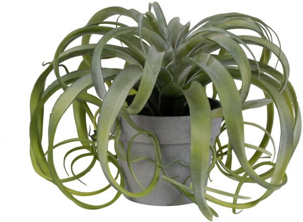 ЦВЕТОК ДЕКОРАТИВНЫЙ В КОМЕ ЗЕМЛИ TILLANDSIA  PLANT TILLANDSIA PLANTE DARK GREEN D15XH28 PLASTIC COTE TABLE, АРТИКУЛ 33886