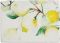 СКАТЕРТЬ, COTE TABLE, TABLECLOTH CITRON YELLOW+WHITE лето лимонад 160X160CM COTTON, АРТИКУЛ 36610 СКАТЕРТЬ, COTE TABLE, TABLECLOTH CITRON YELLOW+WHITE лето лимонад 160X160CM COTTON, АРТИКУЛ 36610